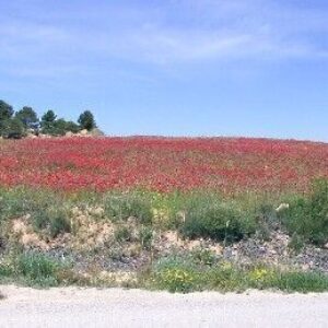 Campos_Amapolas