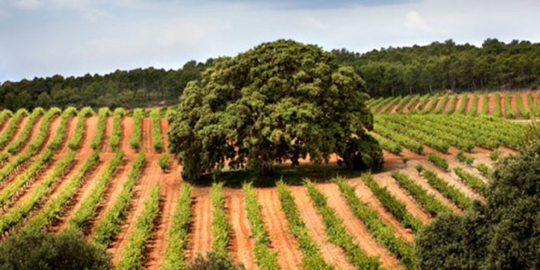 viñedos-finca-el-renegado-primavera-768x384